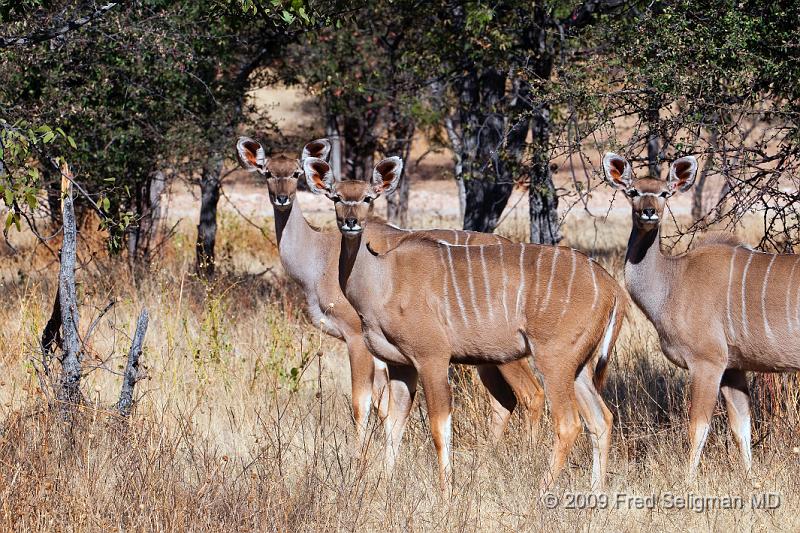 20090611_103531 D300 (1) X1.jpg - Greater Kudu using ground cover for protection